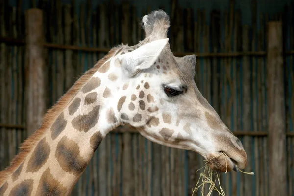 Primo Piano Una Testa Una Giraffa Che Mangia Erba Secca — Foto Stock