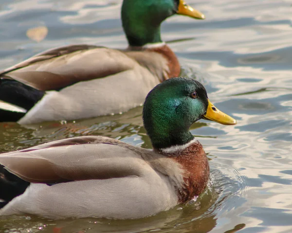 Een Prachtig Shot Van Twee Eenden Een Meer Overdag — Stockfoto