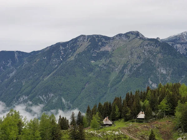 Nadelwald Auf Der Hochebene Der Kamnik Savinja Alpen Slowenien — Stockfoto