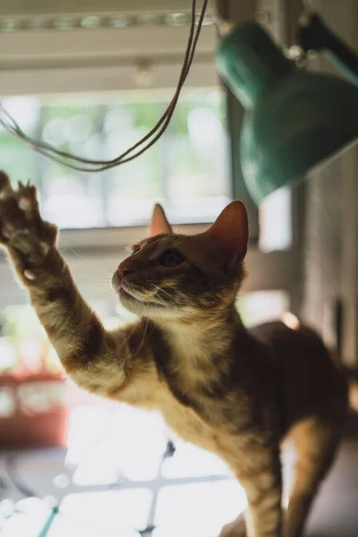 Primo Piano Verticale Adorabile Gattino Che Gioca Con Una Corda — Foto Stock