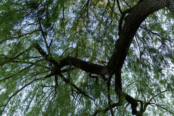 Eine Flache Aufnahme Eines Baumes Mit Ästen Und Grünen Blättern — Stockfoto