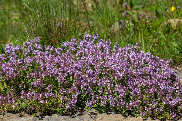 Breckland Kekik Çalısı Doğa Bahar Vahşi — Stok fotoğraf