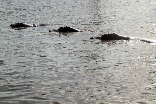 Uma Fila Hipopótamos Lago Parque Safári Israel — Fotografia de Stock