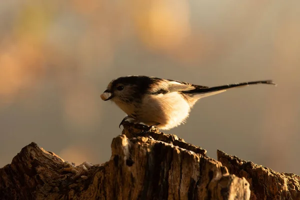 Hungry Long Tailed Tit Perched Tree Stump Seed Beak — Stock fotografie