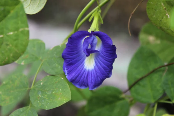 Вид Сверху Голубой Цветок Бабочки — стоковое фото