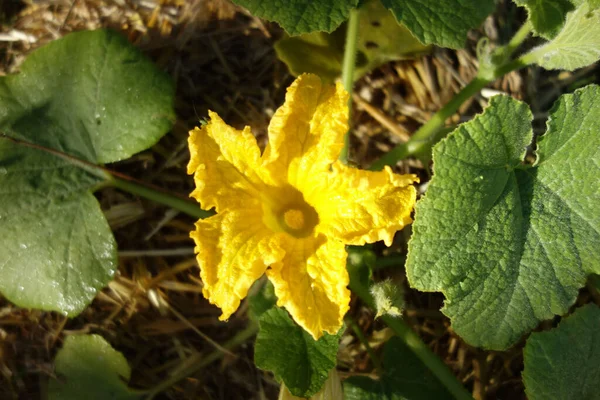 Dýňová Rostlina Žlutým Květem Zahradě — Stock fotografie