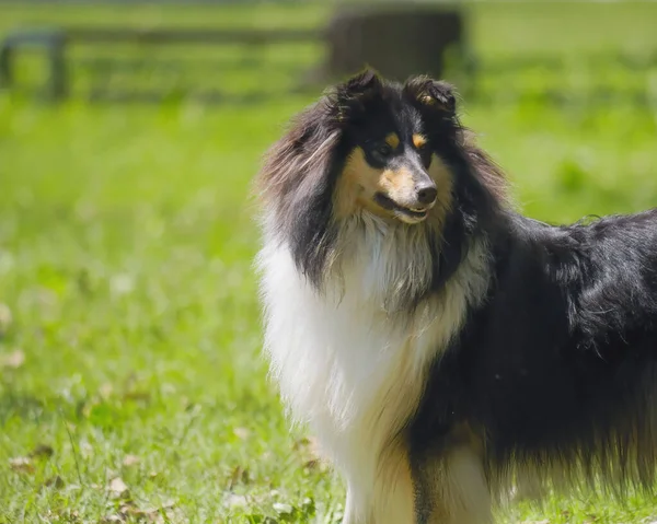 Een Selectieve Focus Shot Van Een Schattige Rough Collie Het — Stockfoto