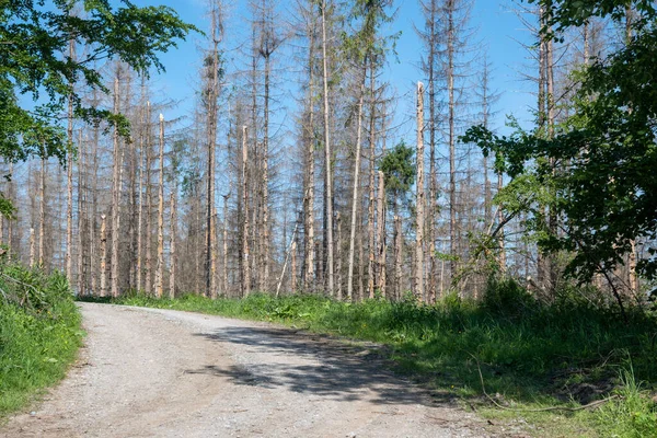 天気の良い日には背の高い裸の木の森の中の道の景色 — ストック写真