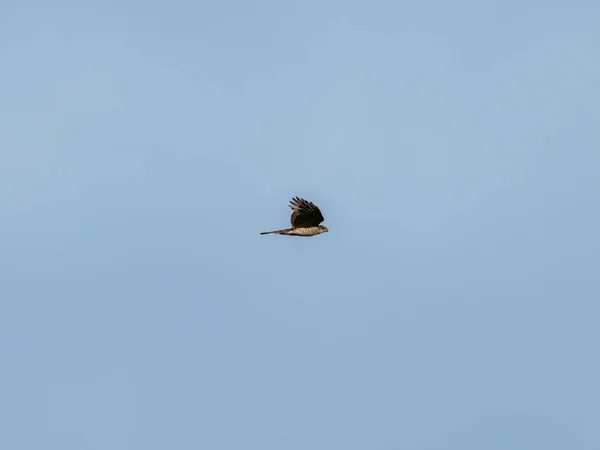 Pântano Ocidental Harrier Voando Com Céu Azul Fundo — Fotografia de Stock