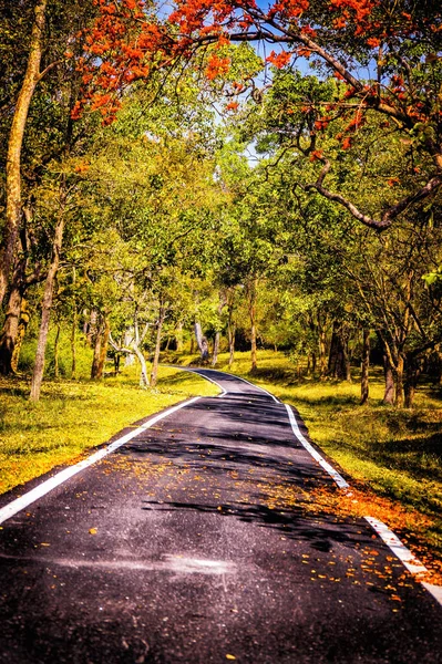 Plan Vertical Une Rue Vide Entourée Arbres Colorés Par Une — Photo