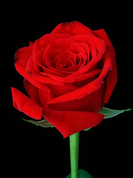 Plano Vertical Una Hermosa Rosa Roja Aislada Sobre Fondo Negro — Foto de Stock