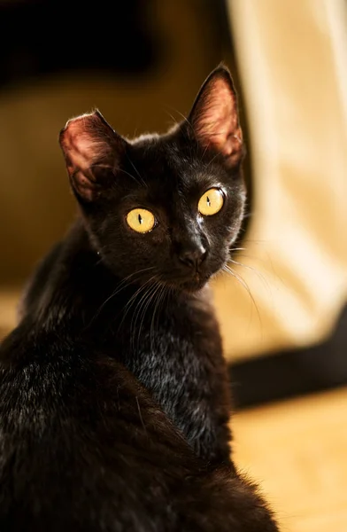 Retrato Gato Negro Sillón —  Fotos de Stock