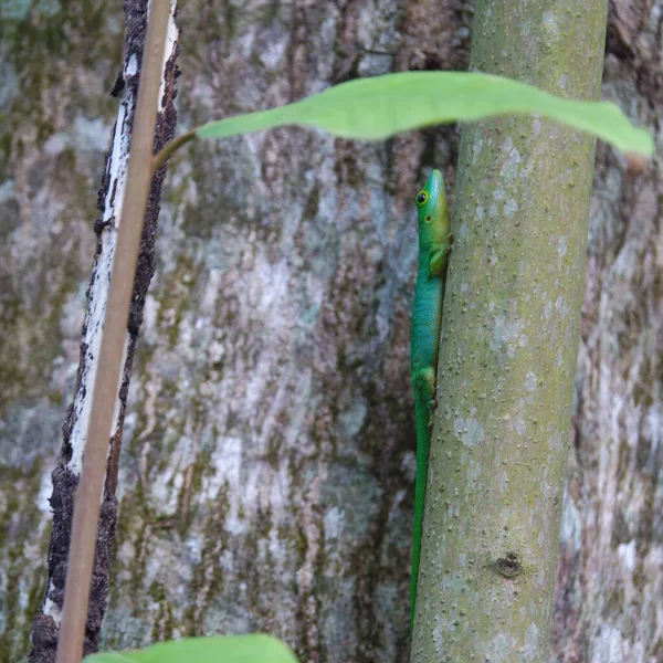 Närbild Bild Bild Seychellisk Grön Gecko Phelsuma Astriata Ödla Trädstam — Stockfoto