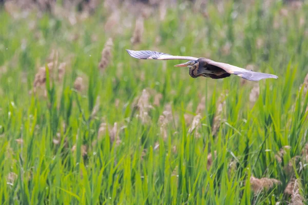 Lovitură Frumoasă Unui Frumos Mare Heron Care Zboară Deasupra Câmpului — Fotografie, imagine de stoc