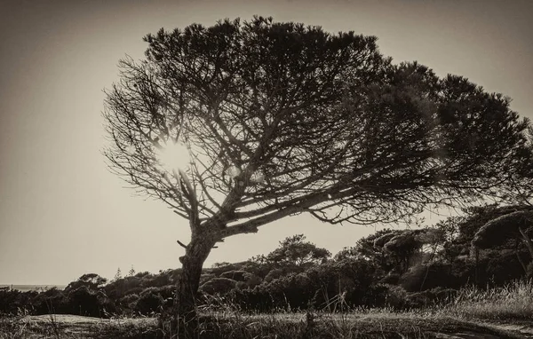 Сірий Знімок Дерев Полі — стокове фото