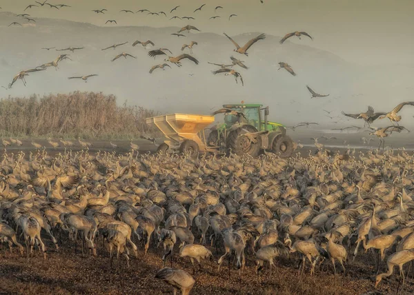 一群大群的沙丘鹤在田里吃草 有的在它们上面飞 还有的在空中飞着 — 图库照片