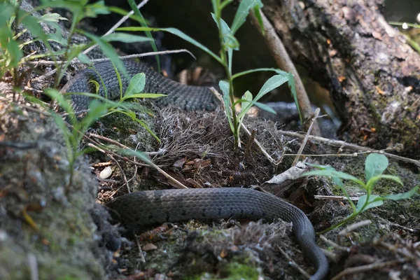 Wybiórcze Ujęcie Czarnego Węża Ślizgającego Się Ziemi Pod Drzewem — Zdjęcie stockowe