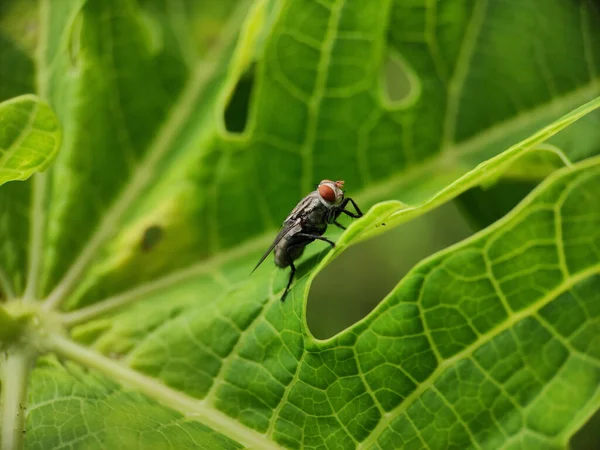 Μια Μύγα Κάθεται Ένα Πράσινο Φύλλο — Φωτογραφία Αρχείου