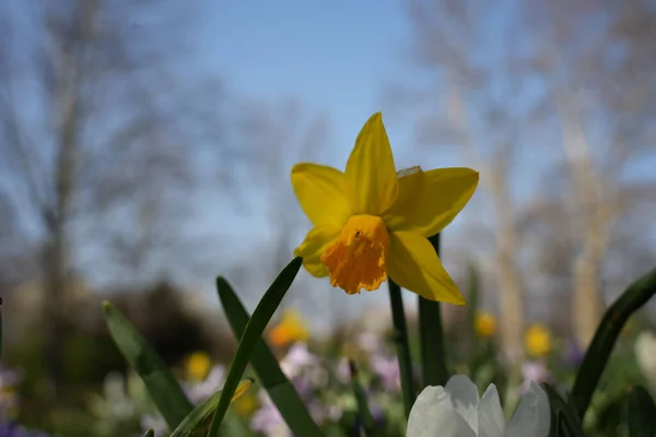 Detailní Záběr Narcisy Květiny Pozadí Modré Oblohy — Stock fotografie