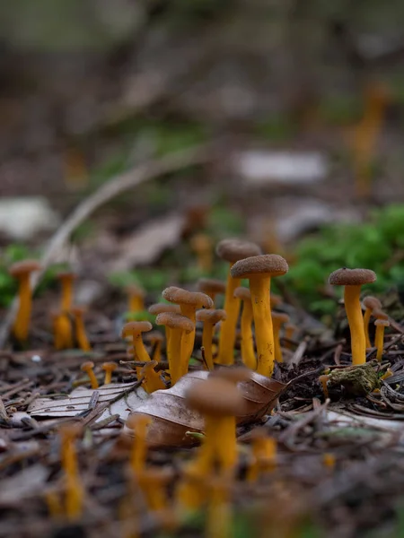 Μια Ομάδα Μικροσκοπικών Μανιταριών Chanterelle Κίτρινα Πόδια Craterellus Tubaeformis — Φωτογραφία Αρχείου