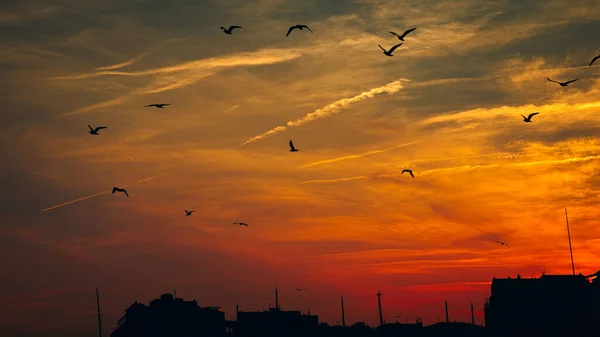 Silhuett Fåglar Som Flyger Den Röda Himlen Över Byggnader Skymningen — Stockfoto
