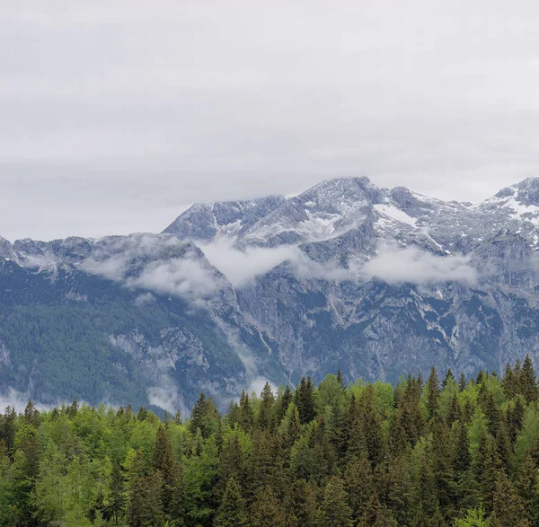 Beautiful Coniferous Forest Big Pasture Plateau Kamnik Savinja Alps Slovenia — Stock Photo, Image