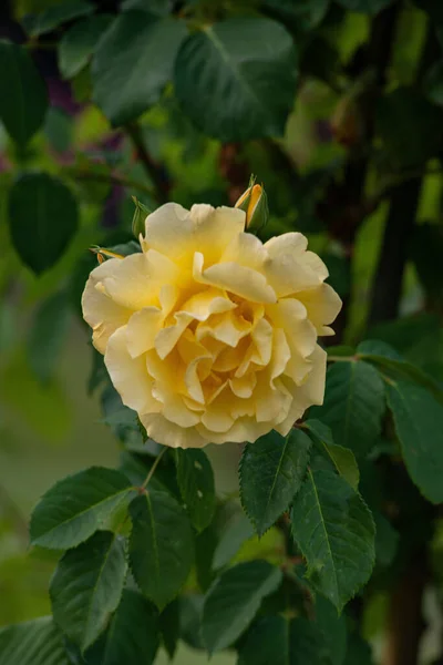 Plano Vertical Una Rosa Topacio Amarillo Parque — Foto de Stock