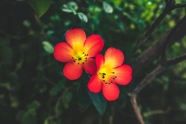 Eine Nahaufnahme Von Roten Rhododendron Vireya Blüten Die Auf Einem — Stockfoto