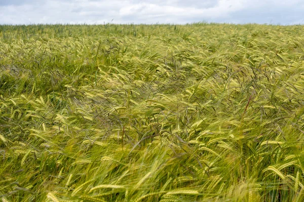 View Field Ripening Wheat Crop Northumberland — Stock Photo, Image