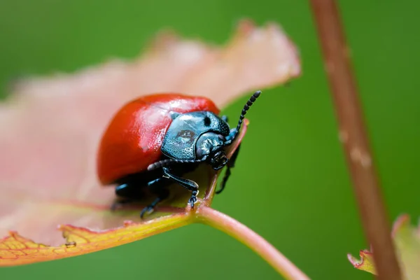 Besouro Folha Álamo Chrysomela Populi Árvore Besouro Luminoso Vermelho Fica — Fotografia de Stock