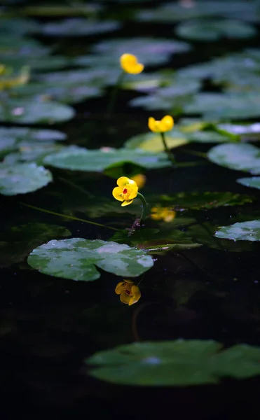 Vertical Beautiful View Lily Pads Utricularia Pond — Stock Photo, Image