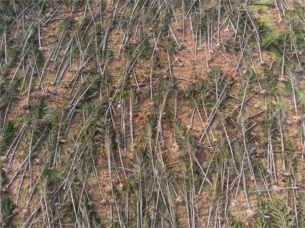 Вид Дрон Лісу Падає Сильними Вітрами Під Час Шторму — стокове фото