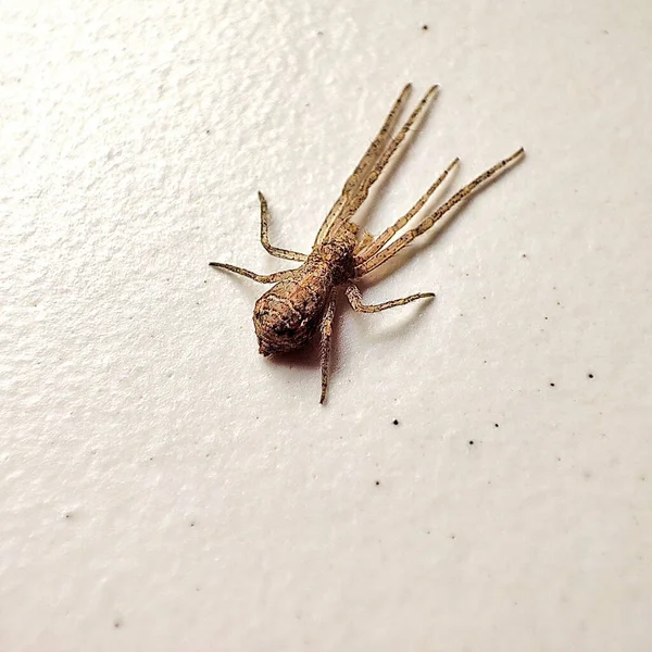 Image Gros Plan Une Araignée Isolée Sur Fond Blanc — Photo