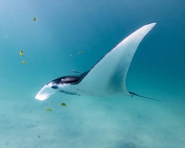 Beau Cliché Une Raie Manta Récifale Dans Océan — Photo