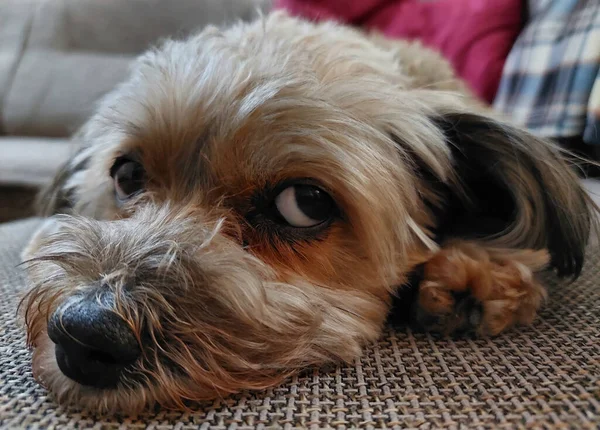 Nahaufnahme Eines Yorkshire Terriers Der Auf Dem Sofa Liegt — Stockfoto
