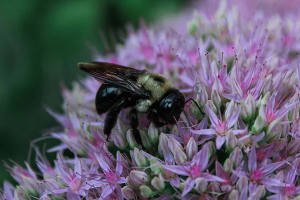 Primer Plano Una Abeja Esponjosa Polinizando Flores Púrpuras —  Fotos de Stock