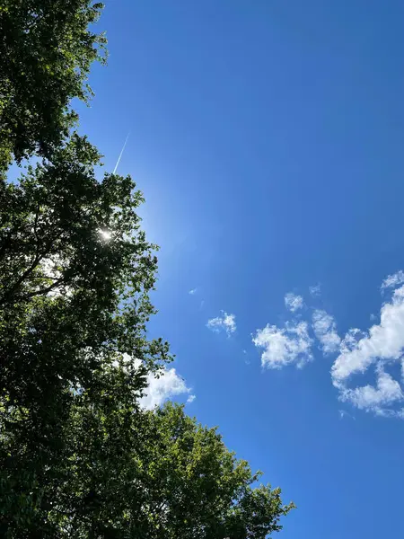 Plano Vertical Árboles Fondo Del Cielo Azul —  Fotos de Stock