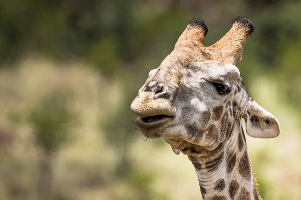 Красивый Снимок Головы Жирафа Заповеднике Пилансберг — стоковое фото