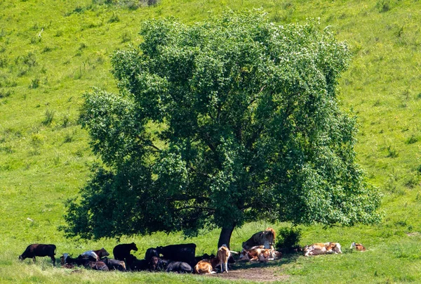 Πολλές Αγελάδες Κάθονται Στη Σκιά Ενός Δέντρου Αγροτικές Βοσκοτόπια Καλοκαίρι — Φωτογραφία Αρχείου