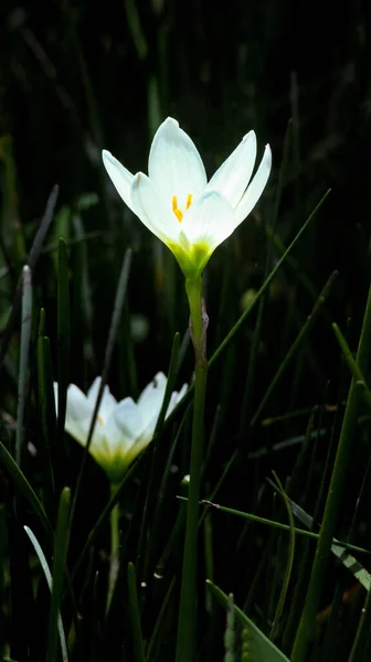 Vertikální Detailní Záběr Kvetoucích Bílých Krokus Květin — Stock fotografie