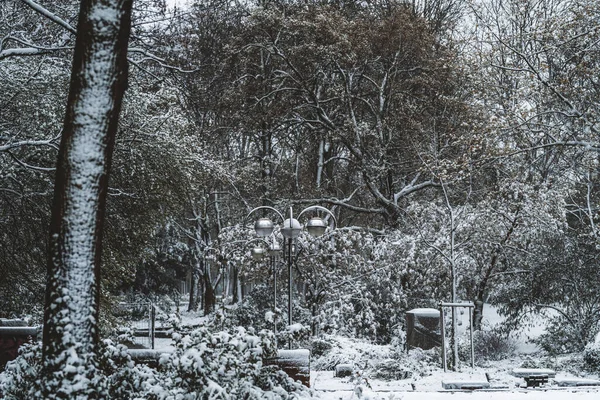 Bellissimo Paesaggio Invernale Parco Coperto Neve — Foto Stock