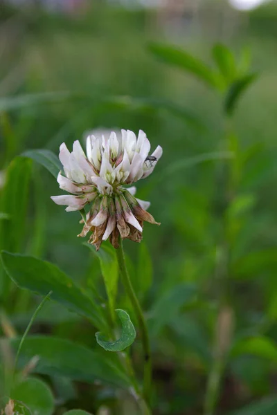 Vertical Shallow Focus Shot White Clover Green Leaves Field — Stock Photo, Image