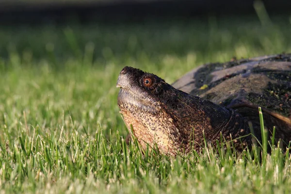 Крупный План Черепахи Зеленой Траве — стоковое фото