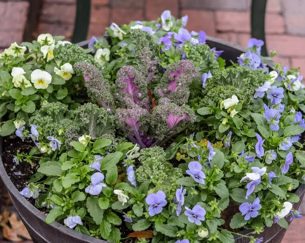 Primer Plano Una Sembradora Aceras Con Hermosas Flores — Foto de Stock