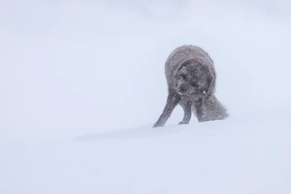 Тупий Арктичний Лис Снігу Заповіднику Хорнстрандір Ісландії — стокове фото