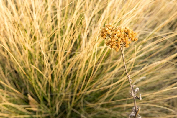 生い茂った草の近くの乾燥した植物の閉鎖 — ストック写真