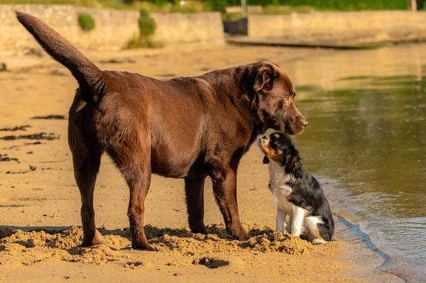 犬のキャバリエキングチャールズ チョコレートラブラドールとビーチで遊ぶかわいい子犬 — ストック写真