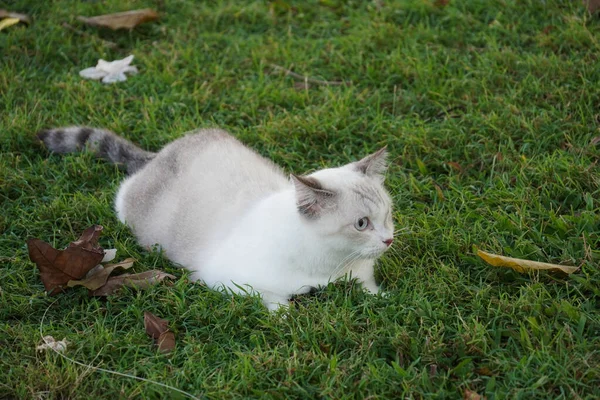 Katze Ruht Sich Auf Gras Aus — Stockfoto