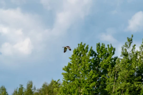 Tiro Ângulo Baixo Pássaro Harrier Pântano Ocidental Que Voa Sobre — Fotografia de Stock