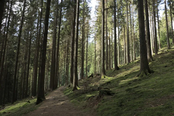 Sauerland Almanya Güneş Altında Uzun Ağaçların Olduğu Bir Ormanda Dar — Stok fotoğraf